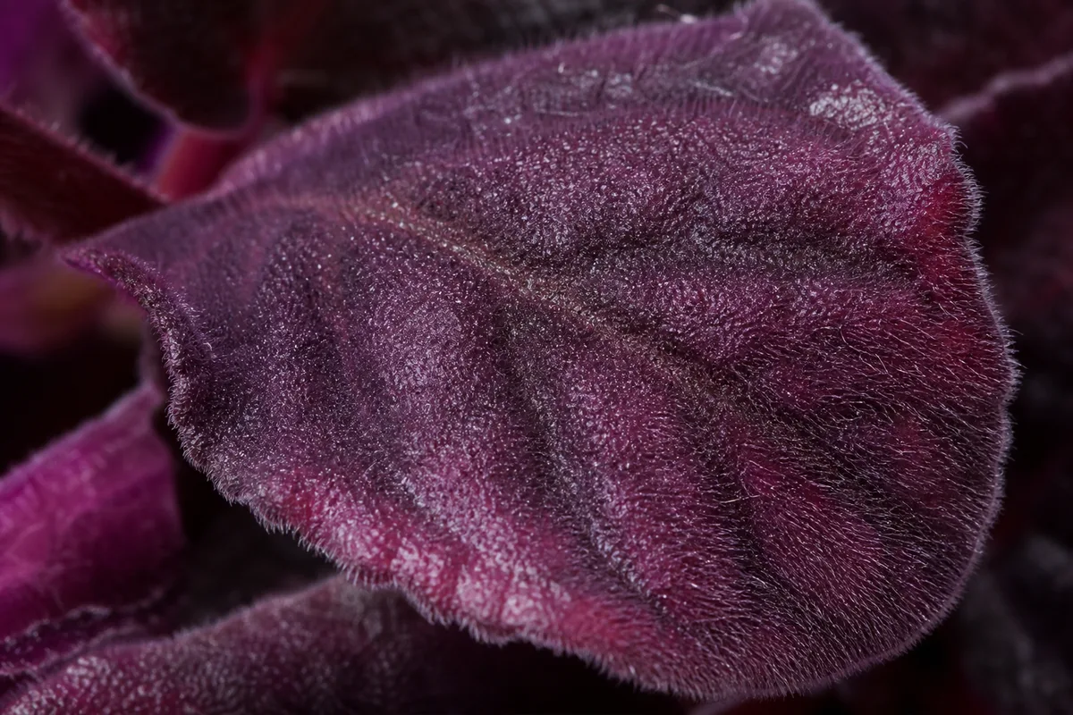 Close-up of Purple Leaves on African Violet - diagnostic detail
