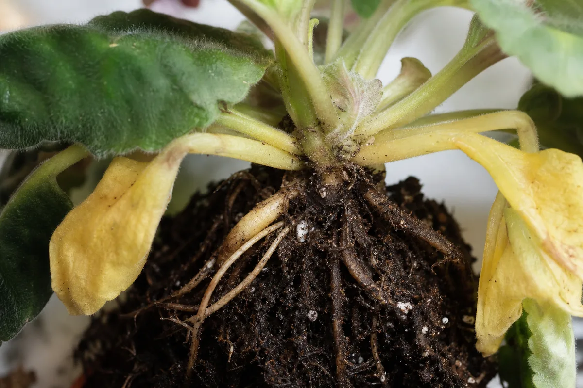 Close-up of root rot on African Violet - brown damaged roots at the soil line