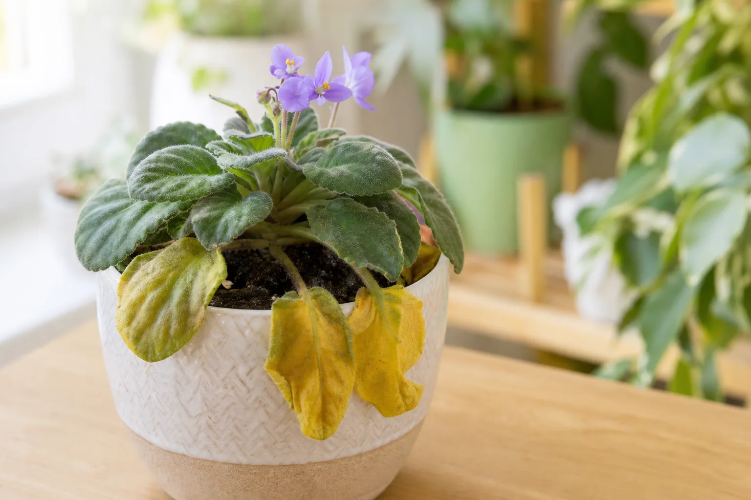 Root rot on African Violet - yellow drooping lower leaves while soil stays wet