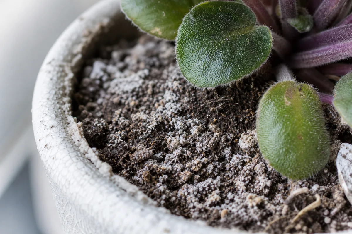 Close-up of Salt Build-up on African Violet - diagnostic detail