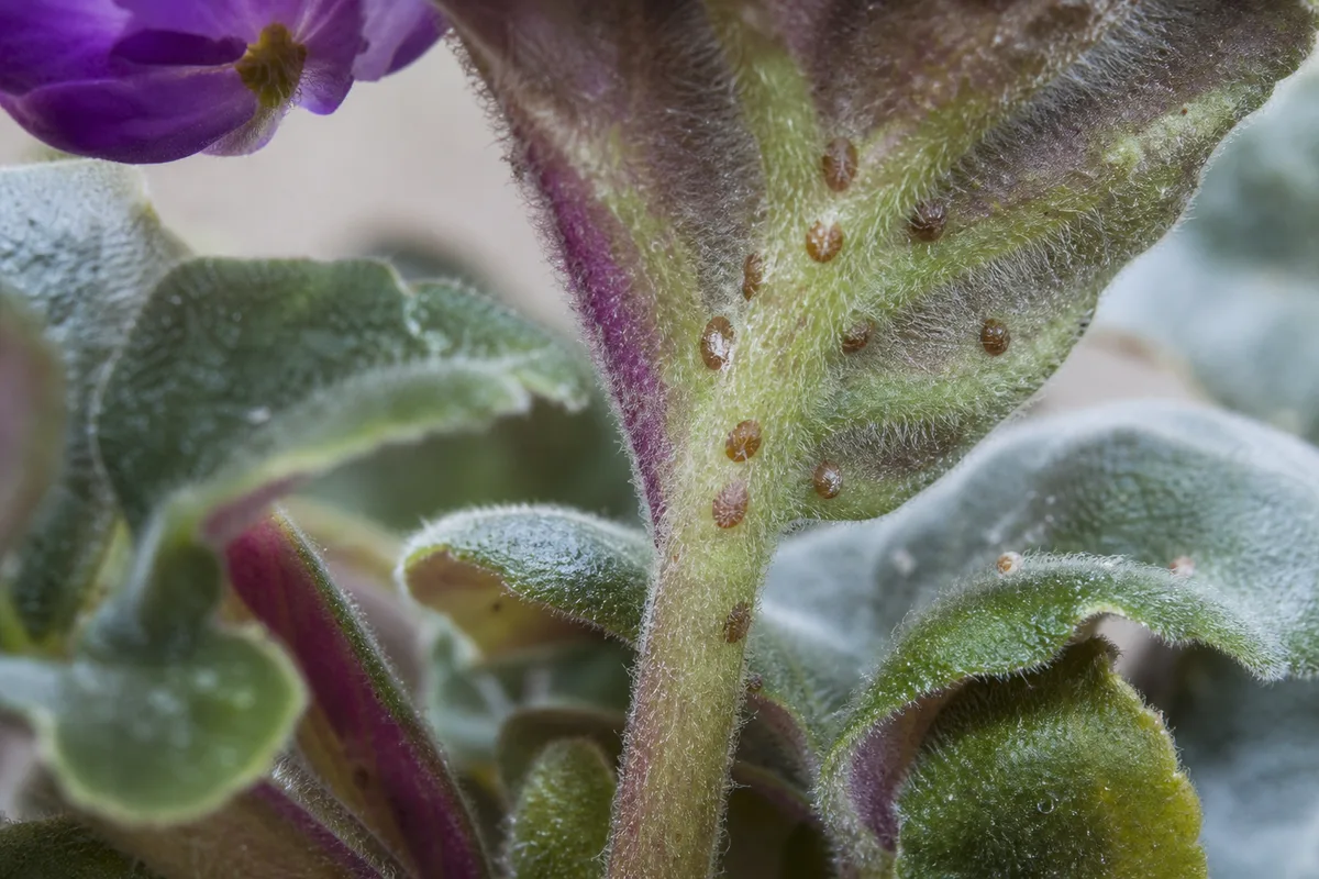 Close-up of Scale Insects on African Violet - diagnostic detail