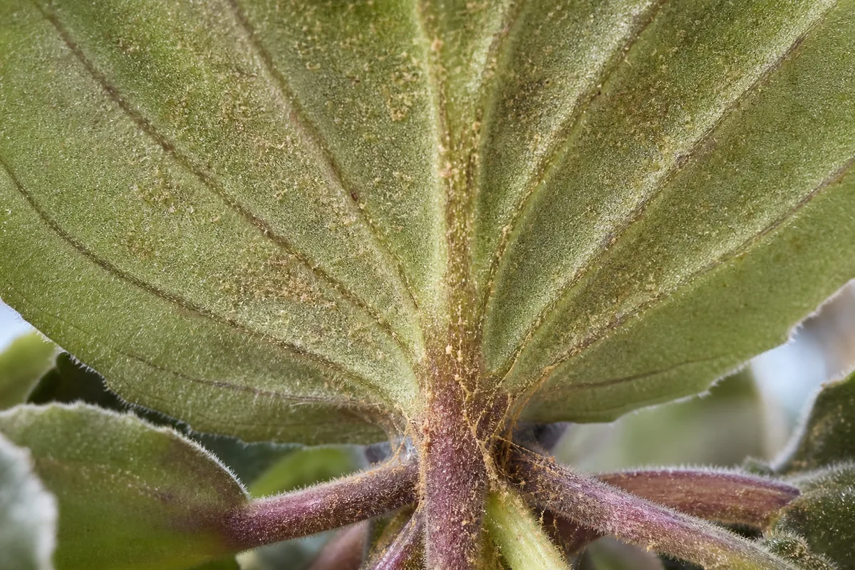 Close-up of spider mites on African Violet - stippling on leaf undersides and bronze webbing between petioles