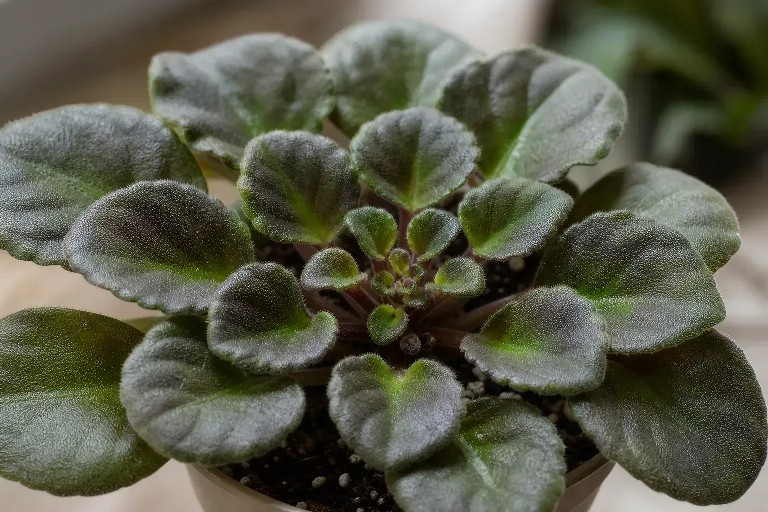 Stunted Growth on African Violet - visible symptom on the plant