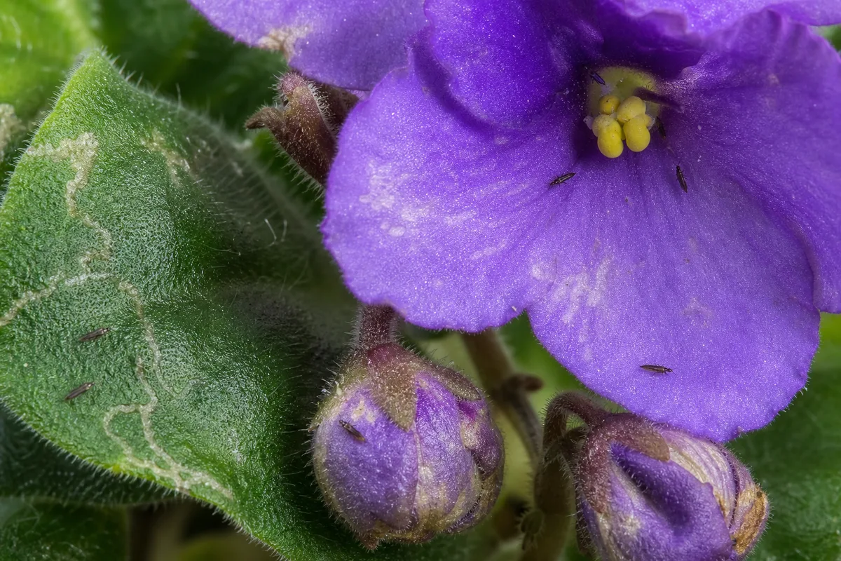 Close-up of Thrips on African Violet - diagnostic detail