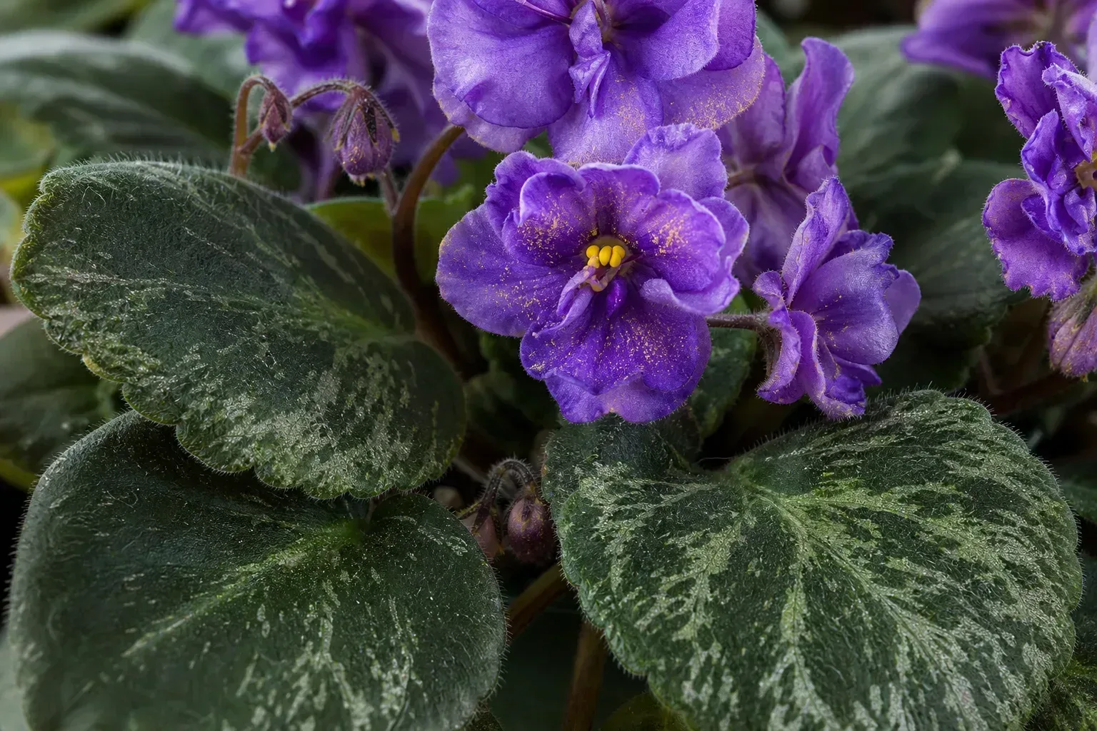 Thrips on African Violet - visible symptom on the plant