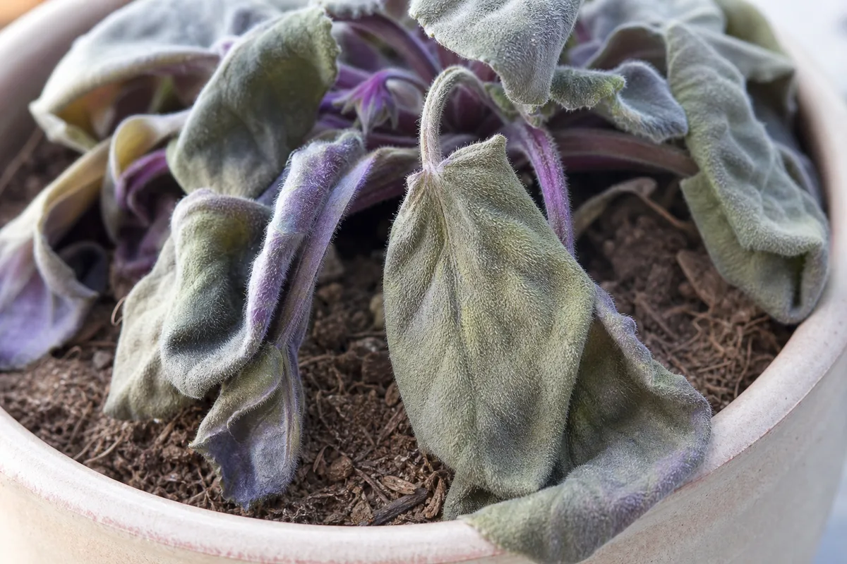 Close-up of Underwatering on African Violet - diagnostic detail