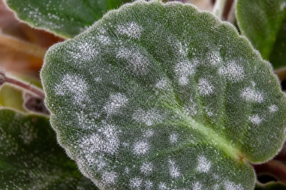 Close-up of white spots on African Violet - powdery mildew on velvet leaf surface