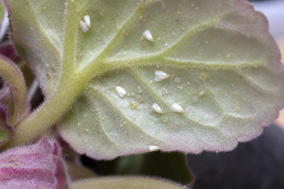 Close-up of Whiteflies on African Violet - diagnostic detail