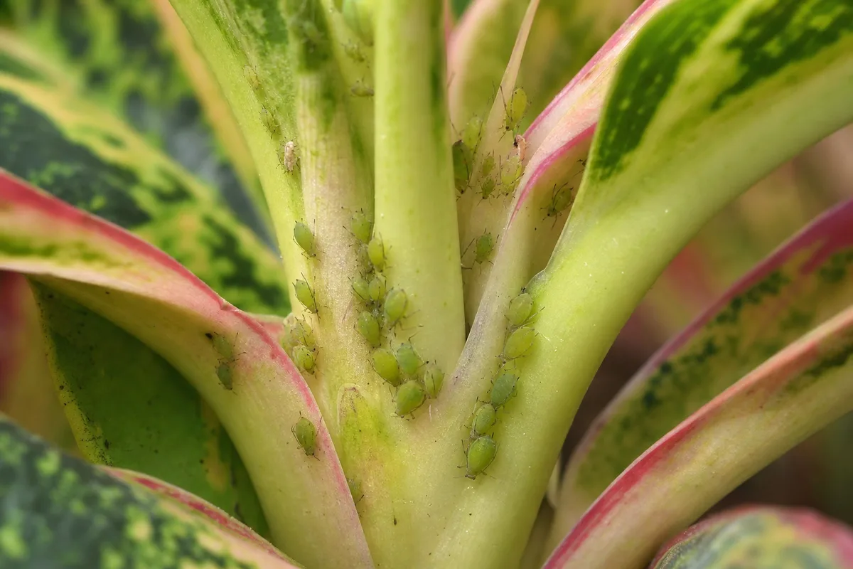 Close-up of Aphids on Aglaonema - diagnostic detail