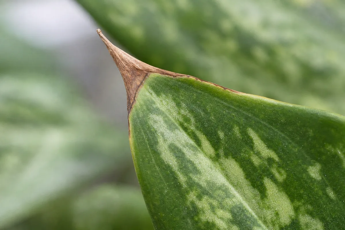 Close-up of Brown Tips on Aglaonema - diagnostic detail