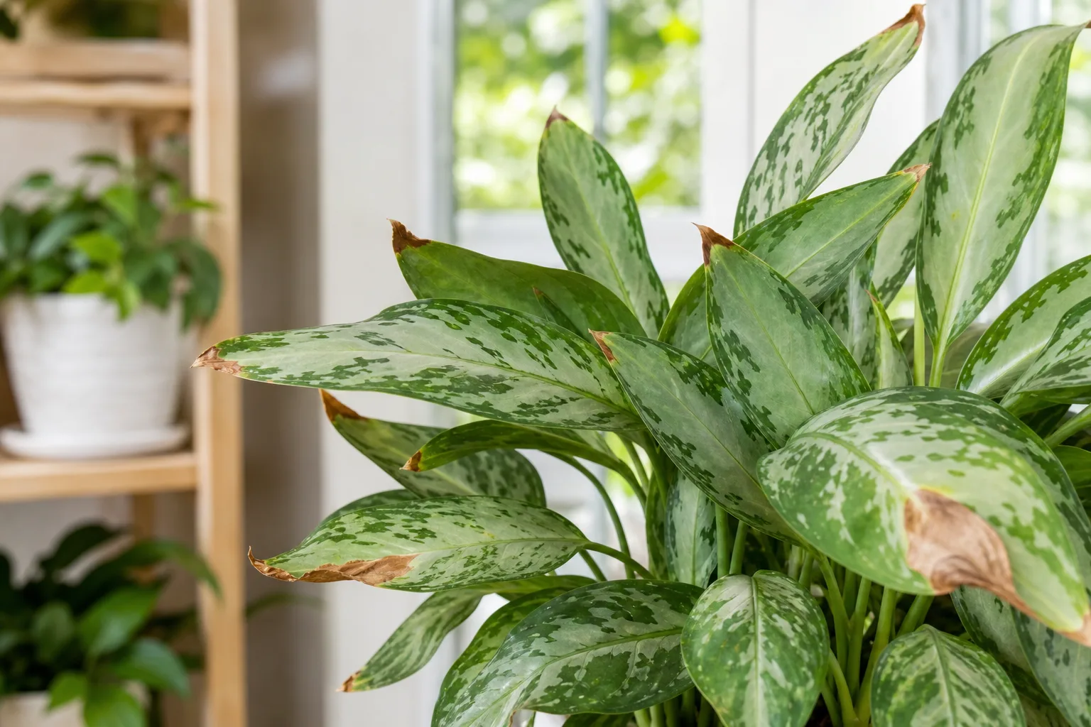 Brown Tips on Aglaonema - visible symptom on the plant