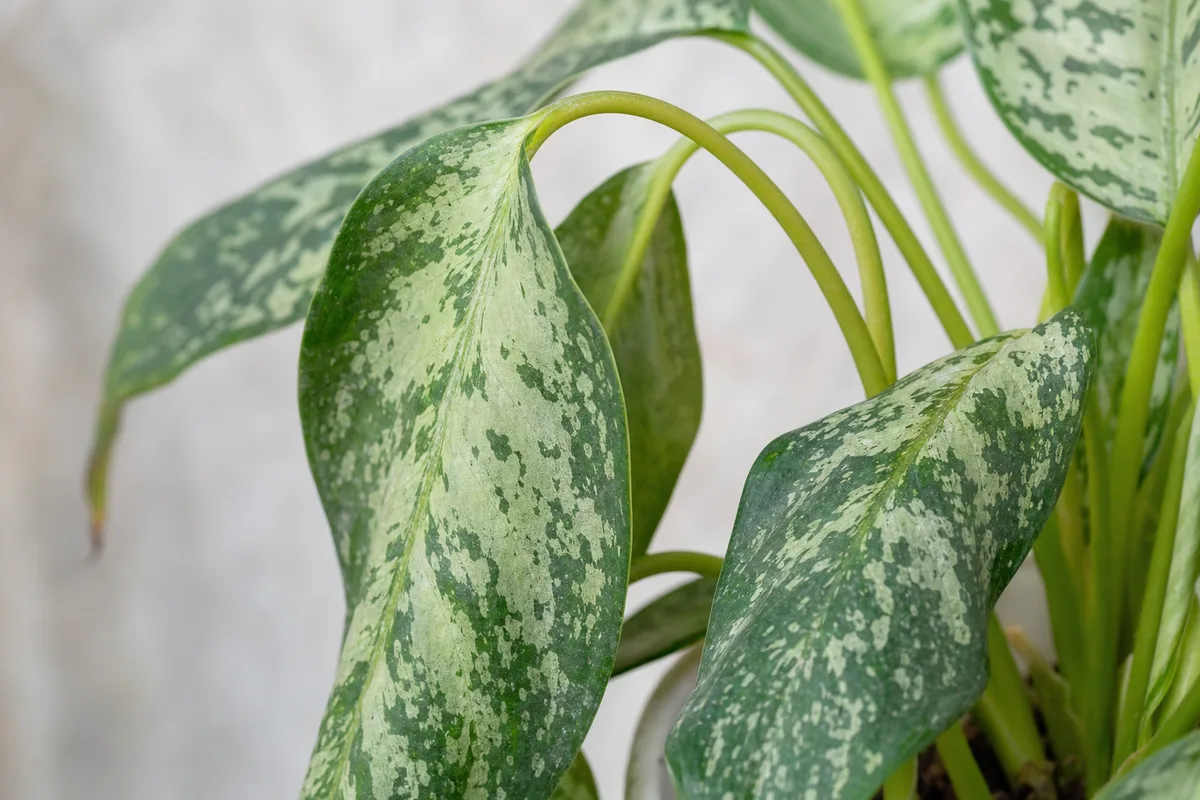 Close-up of Drooping Leaves on Aglaonema - diagnostic detail