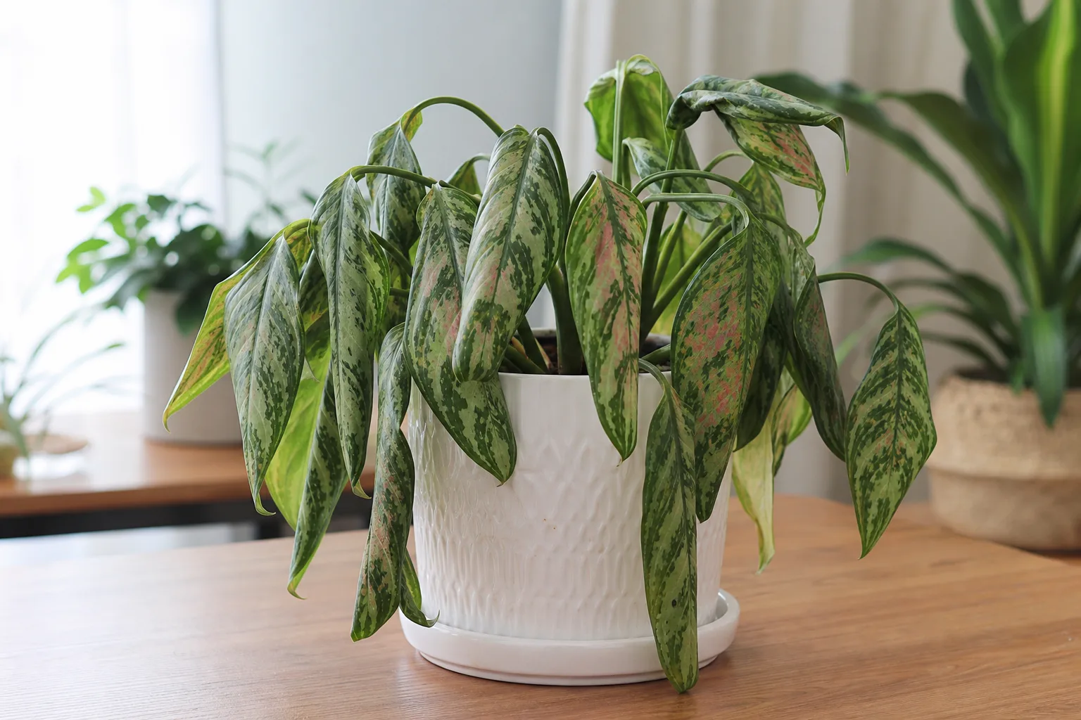 Drooping Leaves on Aglaonema - visible symptom on the plant