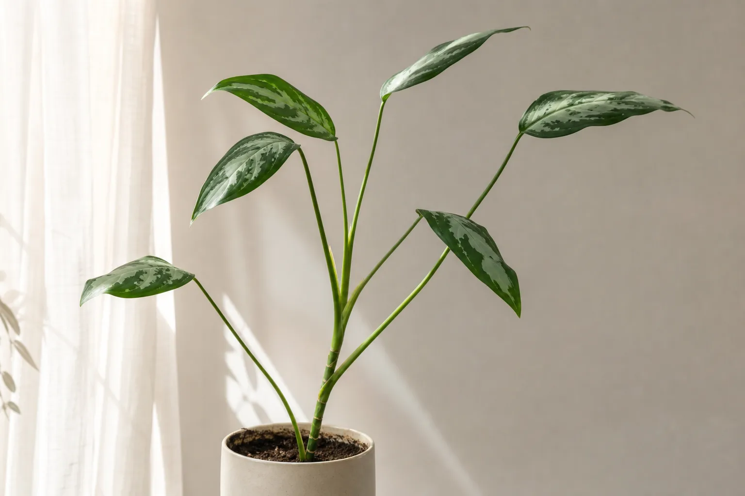 Leggy Growth on Aglaonema - visible symptom on the plant