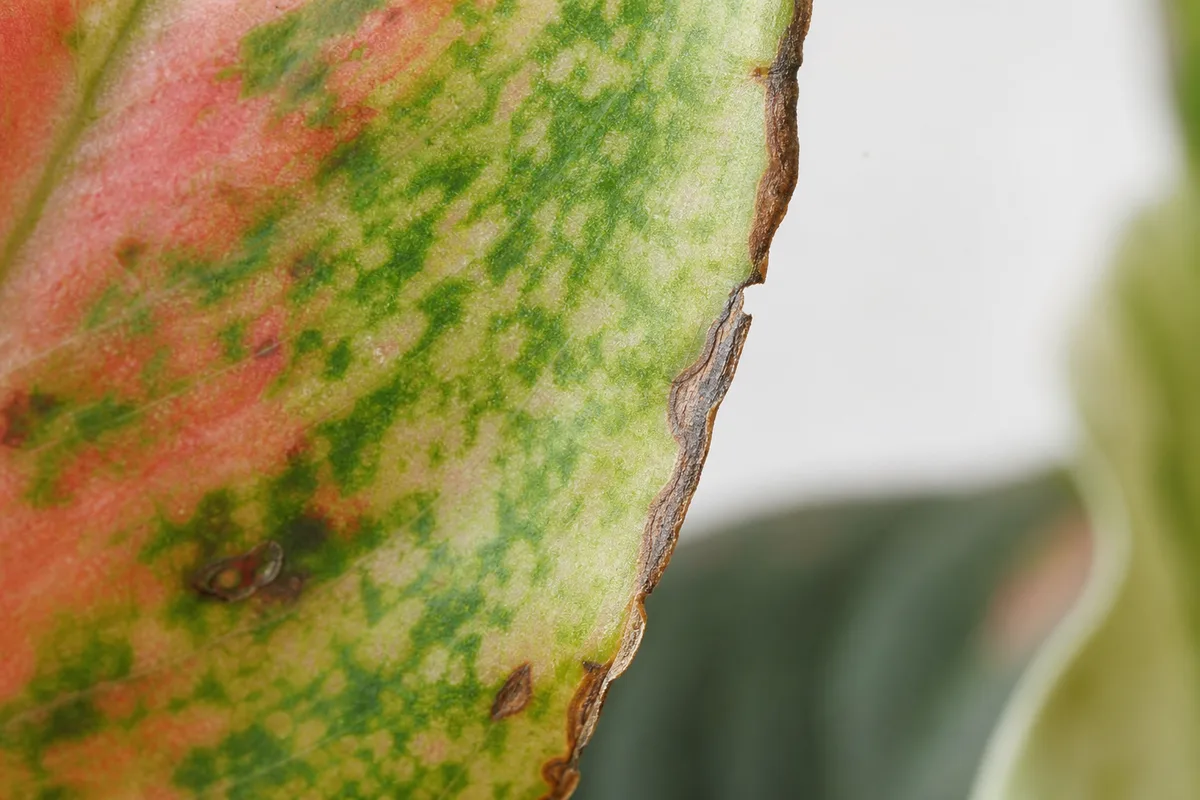 Close-up of Low Humidity on Aglaonema - diagnostic detail