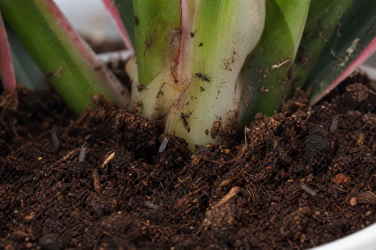 Close-up of Fungus Gnats on Aglaonema Maria - diagnostic detail