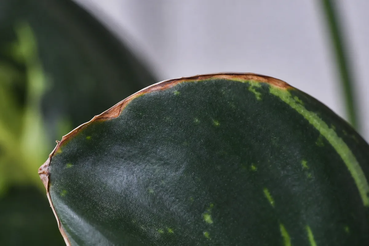 Close-up of Low Humidity on Aglaonema Maria - diagnostic detail