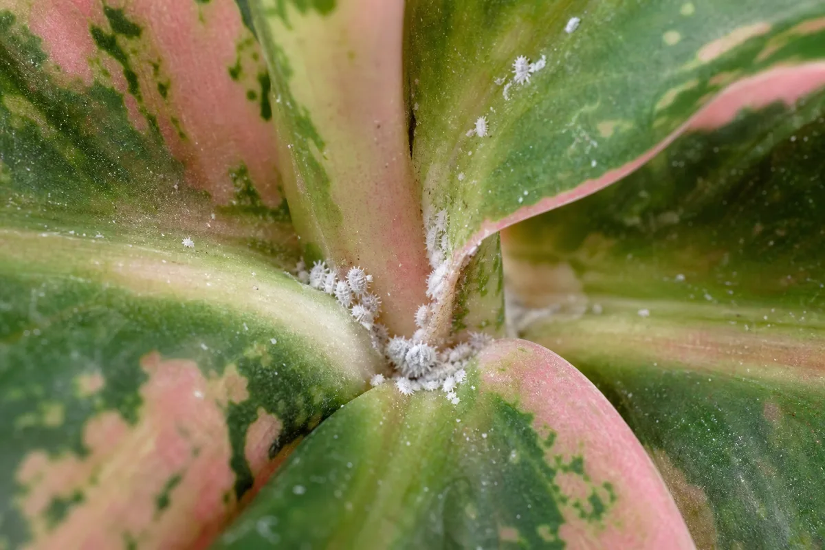 Close-up of Mealybugs on Aglaonema Maria - diagnostic detail