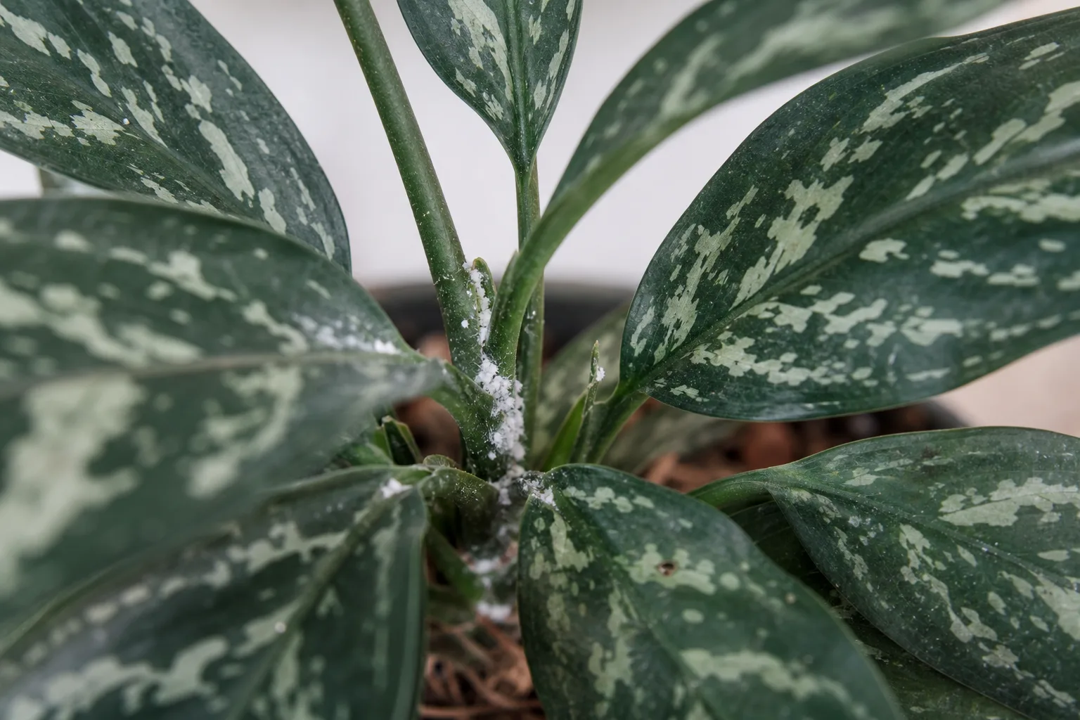 Mealybugs on Aglaonema Maria - visible symptom on the plant