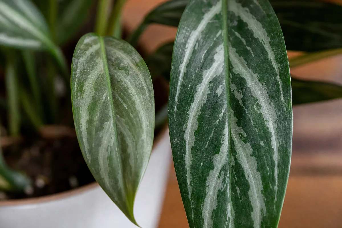Close-up of low light stress on Aglaonema Maria - smaller new leaf with dull faded silver striping beside older foliage