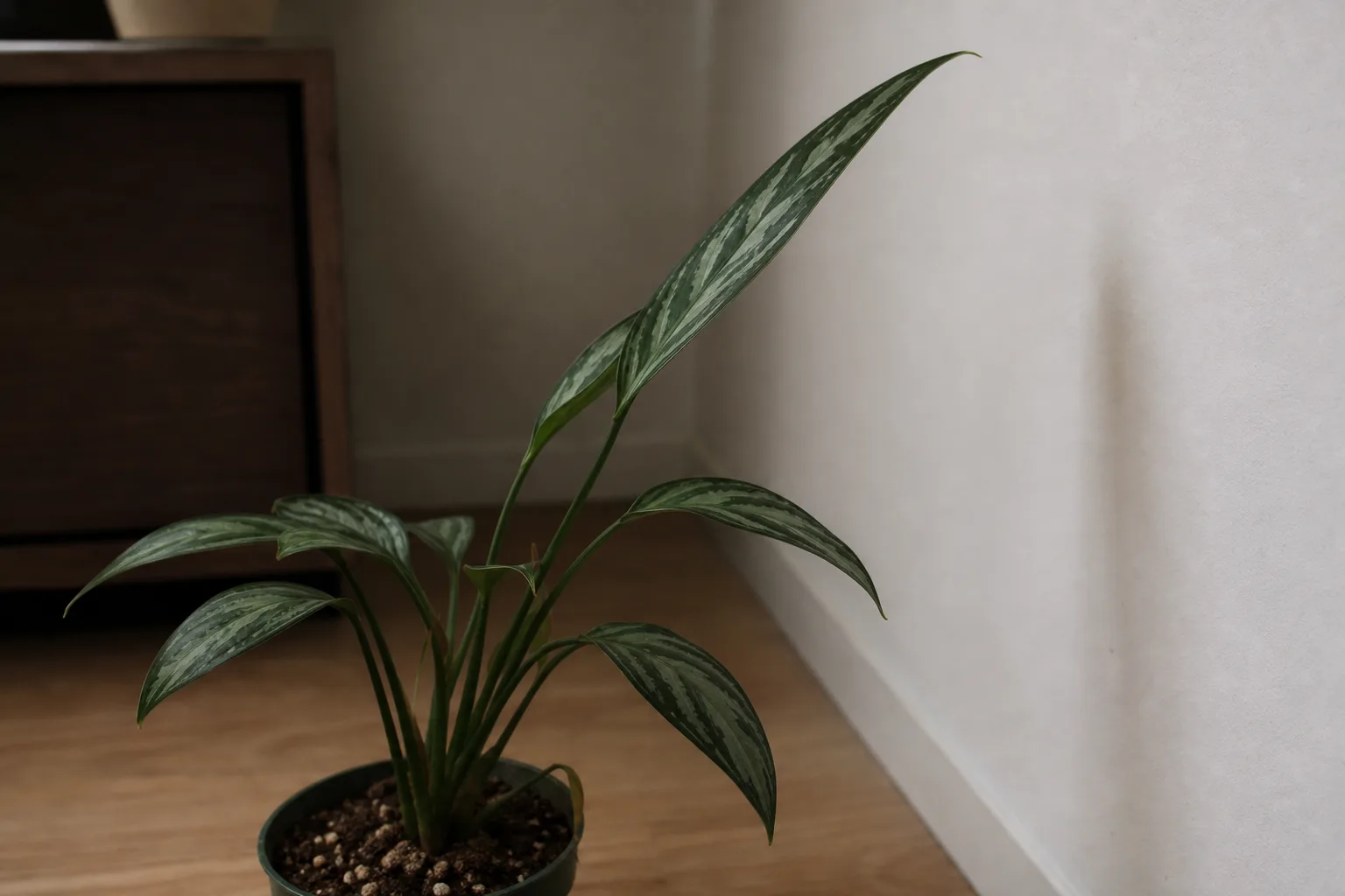 Not enough light on Aglaonema Maria - stretched plant leaning toward a window with faded silver markings