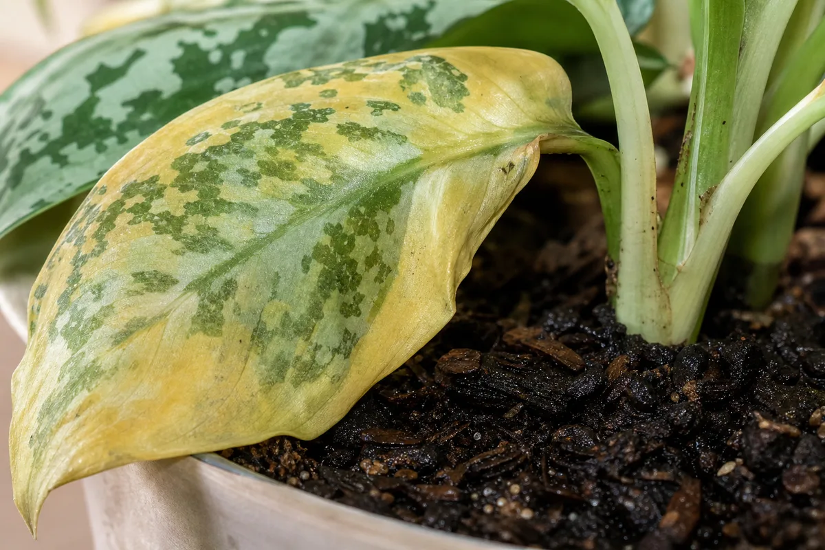 Close-up of overwatering on Aglaonema Maria - pale yellowing lower leaf with faded silver variegation on damp potting mix