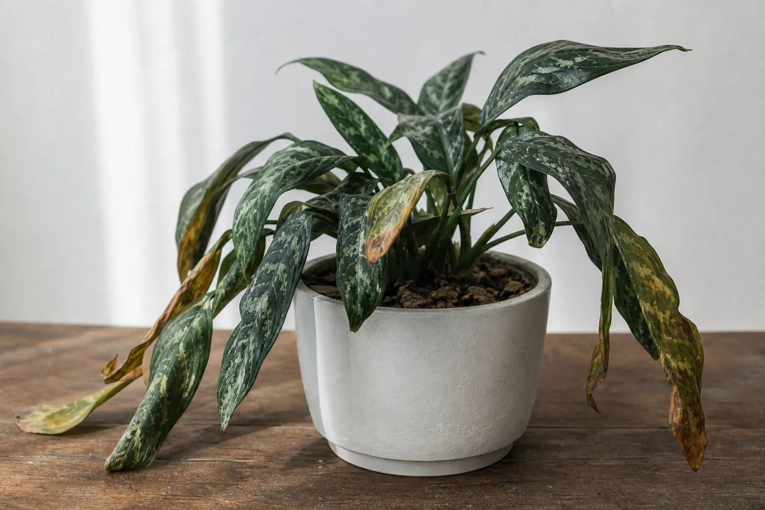 Underwatering on Aglaonema Maria - visible symptom on the plant