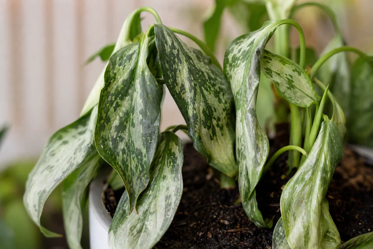 Close-up of wilting on Aglaonema Maria - limp drooping silver-striped leaves on dark moist potting mix
