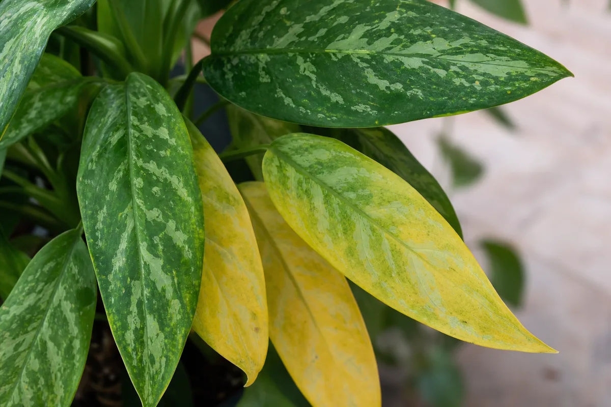 Close-up of Yellow Leaves on Aglaonema Maria - diagnostic detail