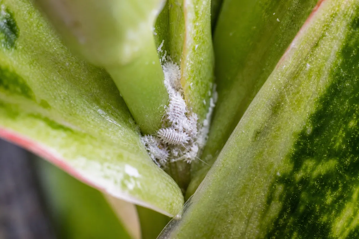 Close-up of Mealybugs on Aglaonema - diagnostic detail