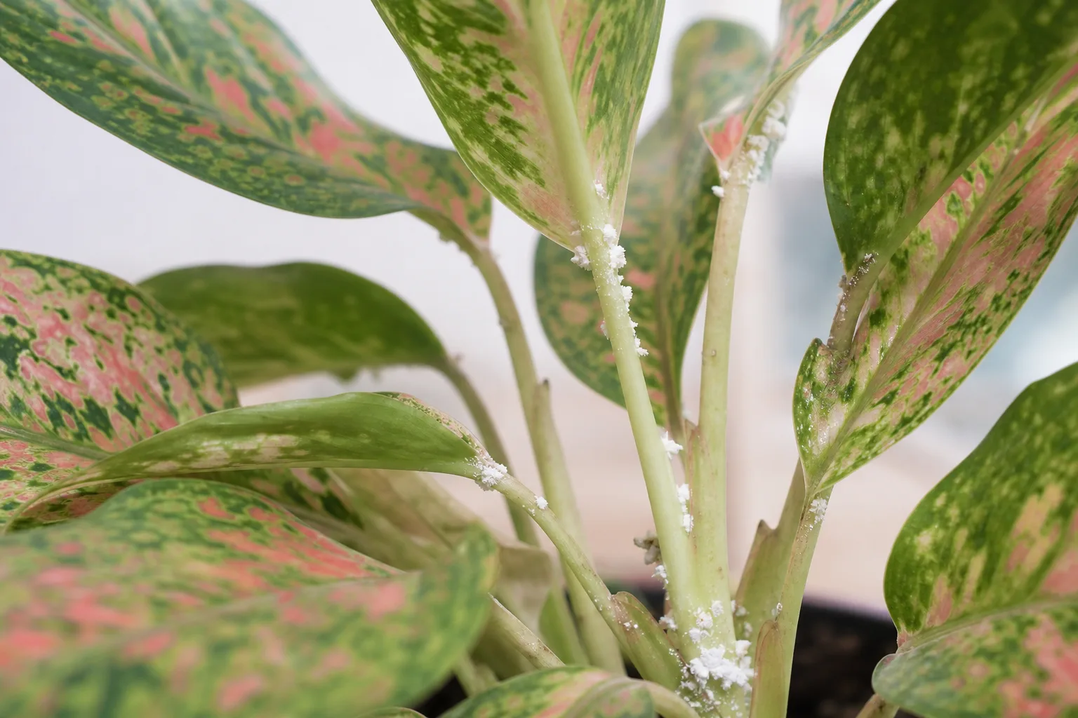 Mealybugs on Aglaonema - visible symptom on the plant