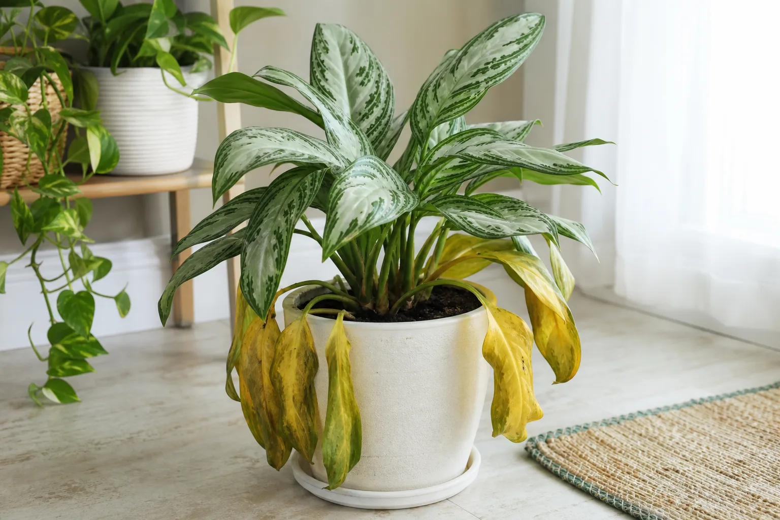 Overwatering on Aglaonema - yellow limp lower leaves on a heavy wet pot