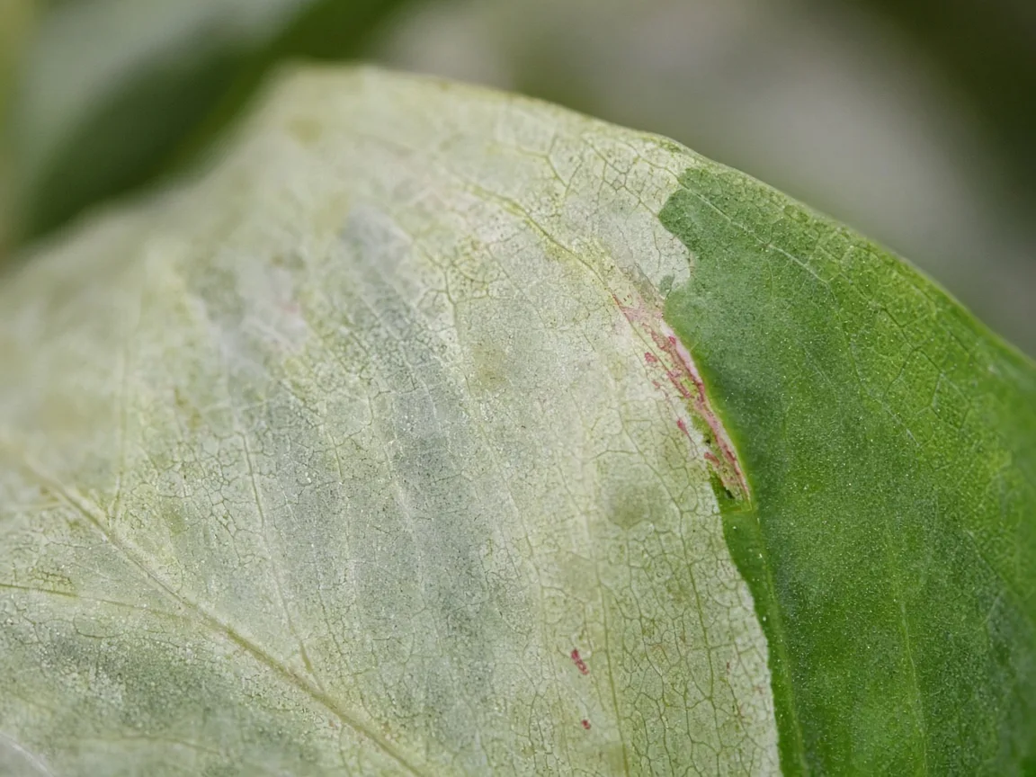 Close-up of pale leaves on Aglaonema - washed silver pattern on variegated blade