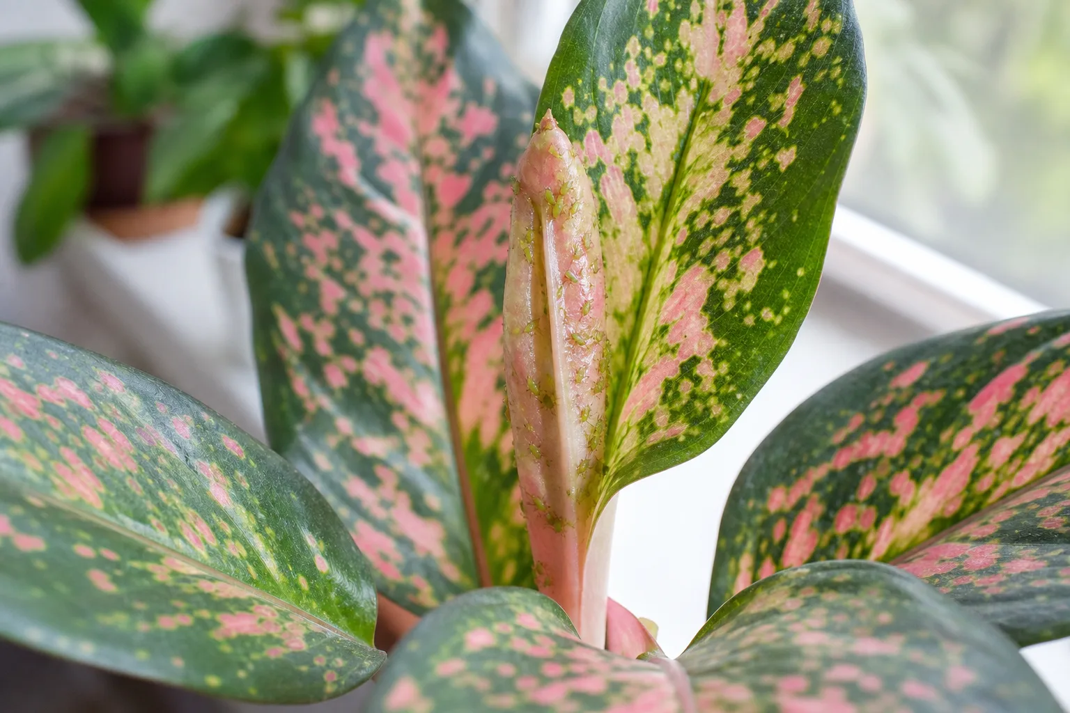 Aphids on Aglaonema Pink Dalmatian - visible symptom on the plant