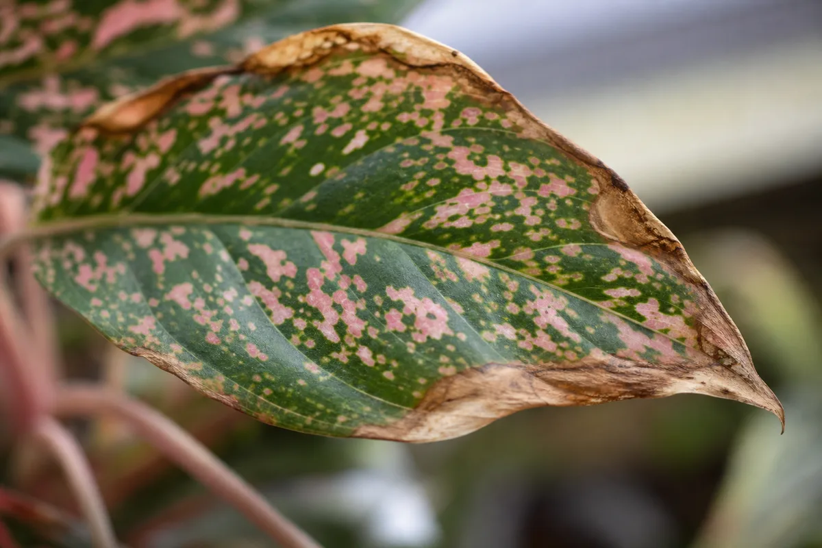 Close-up of Low Humidity on Aglaonema Pink Dalmatian - diagnostic detail