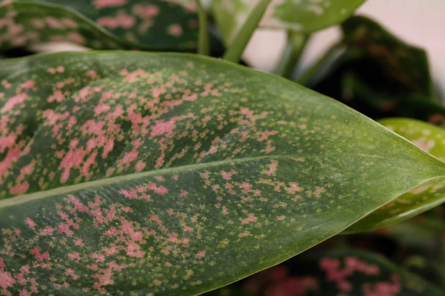 Close-up of low-light stress on Aglaonema Pink Dalmatian - washed-out pink dalmatian speckles fading toward plain green on a lance-shaped leaf