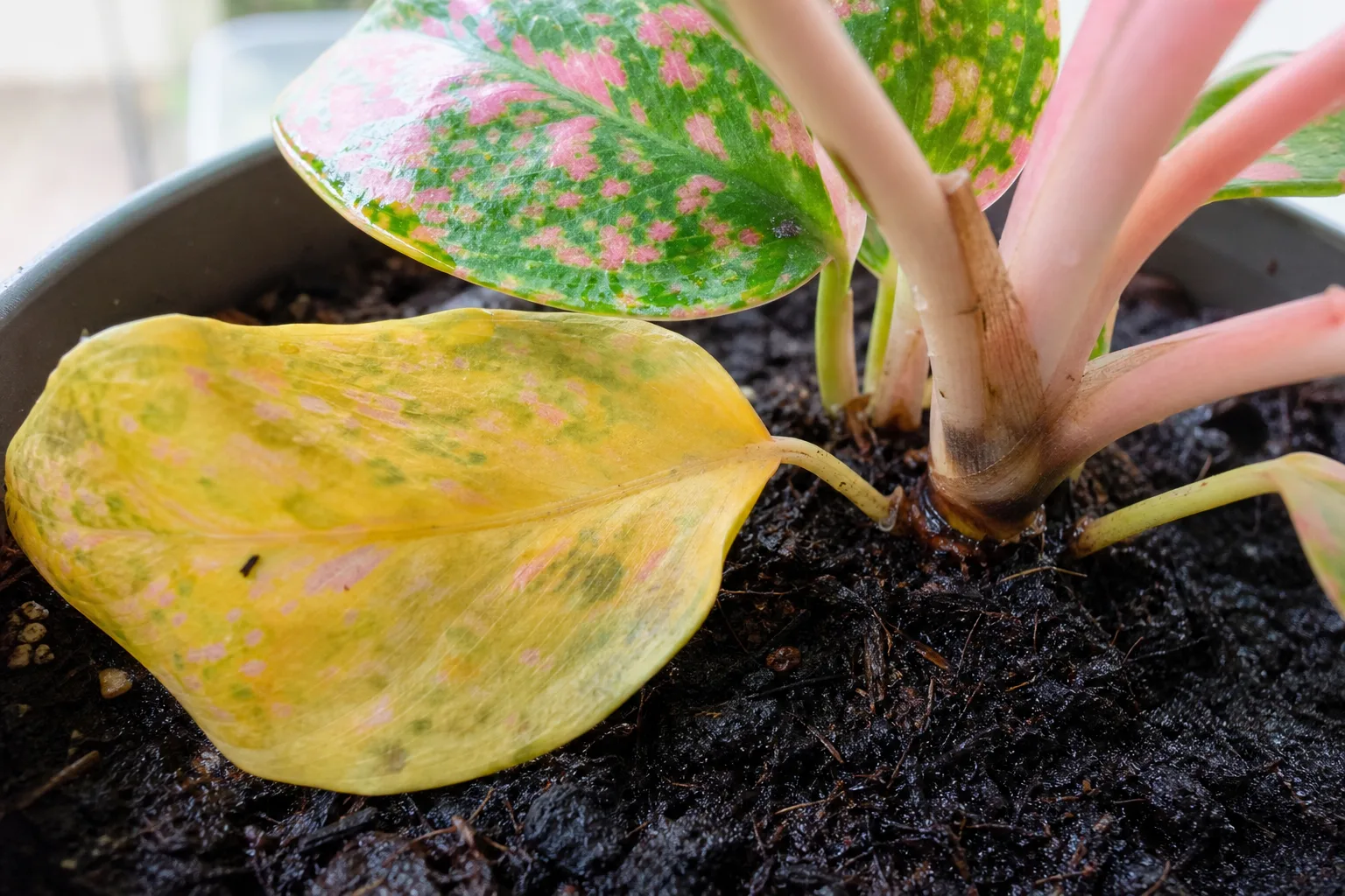 Close-up of root rot symptoms on Aglaonema Pink Dalmatian - yellowing limp lower leaf with faded pink speckles at the soil line