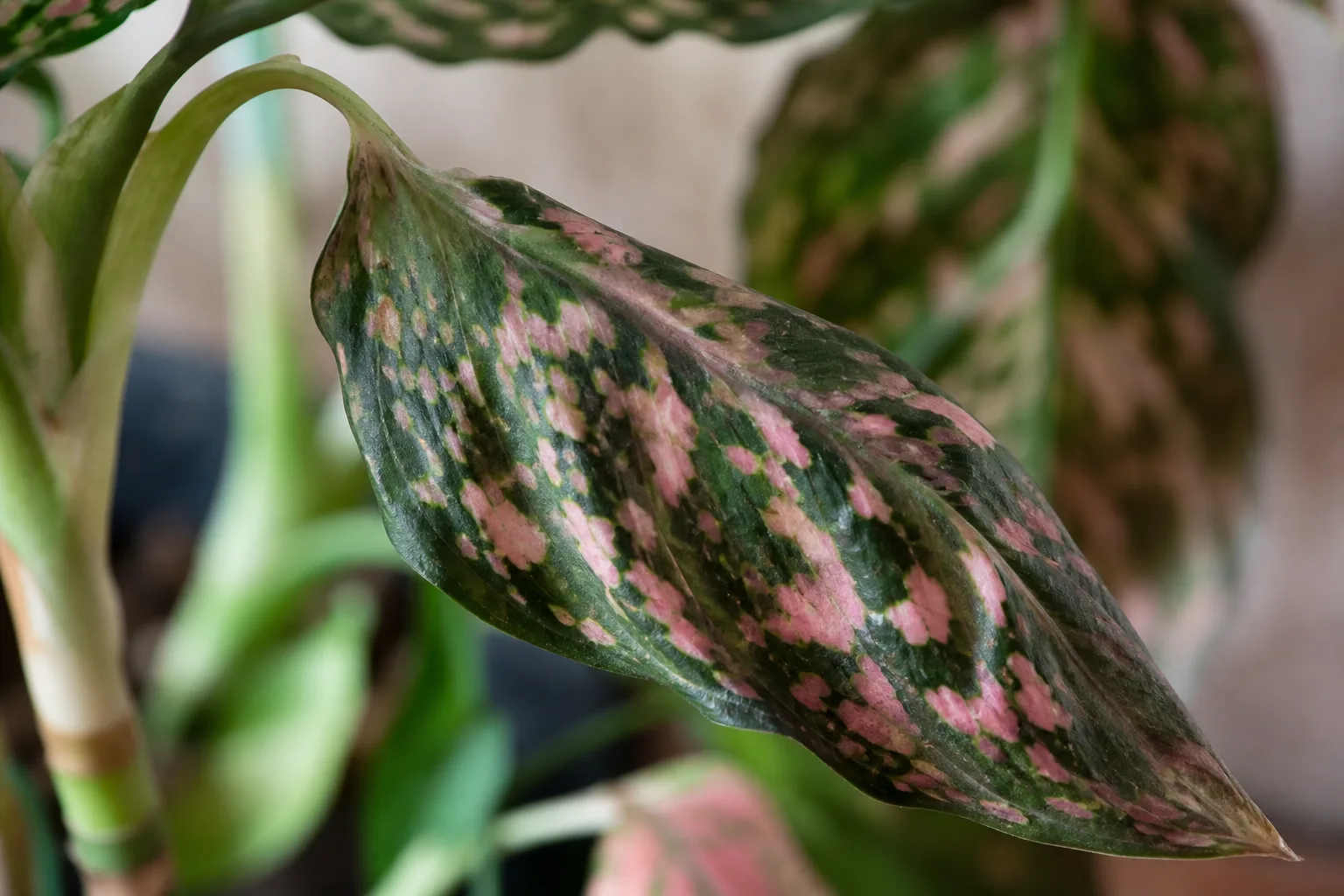 Close-up of wilting on Aglaonema Pink Dalmatian - limp leaf with dull faded pink speckles lacking firm turgor