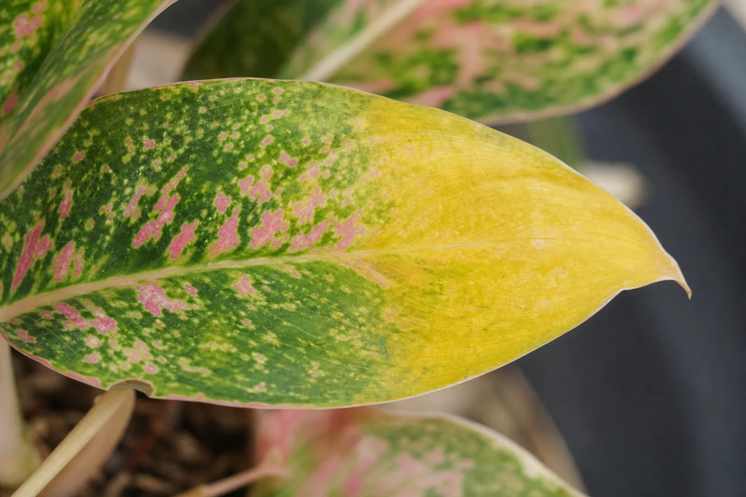 Close-up of yellow leaves on Aglaonema Pink Dalmatian - lower leaf turning uniform yellow with faded pink speckles
