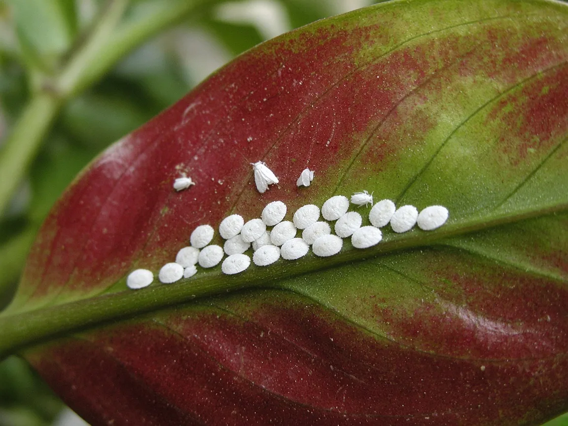 Close-up of whitefly nymph disks on the underside of a broad cherry-red and green Aglaonema Red Siam leaf