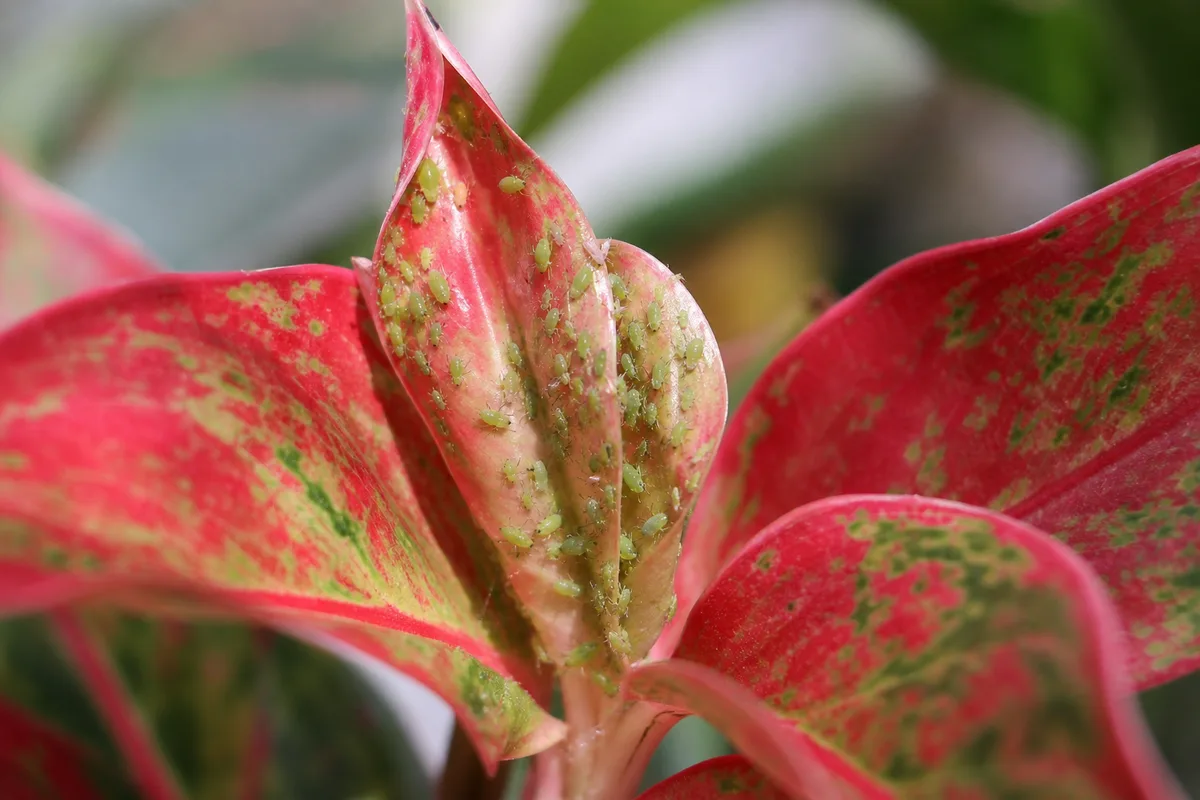 Close-up of Aphids on Aglaonema Red Valentine - diagnostic detail