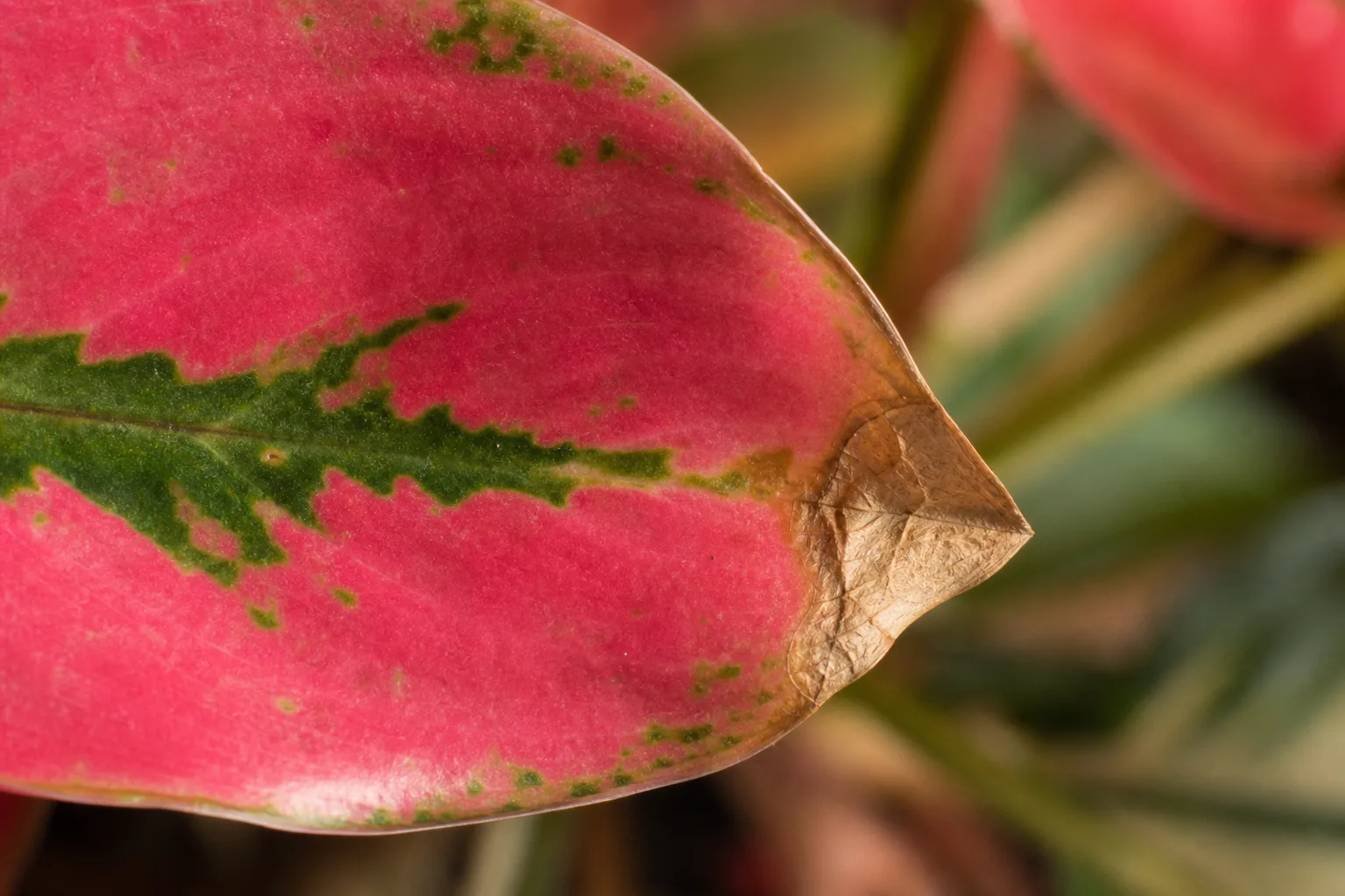 Close-up of brown tips on Aglaonema Red Valentine - dry papery brown necrosis at the margin of a rose-pink leaf