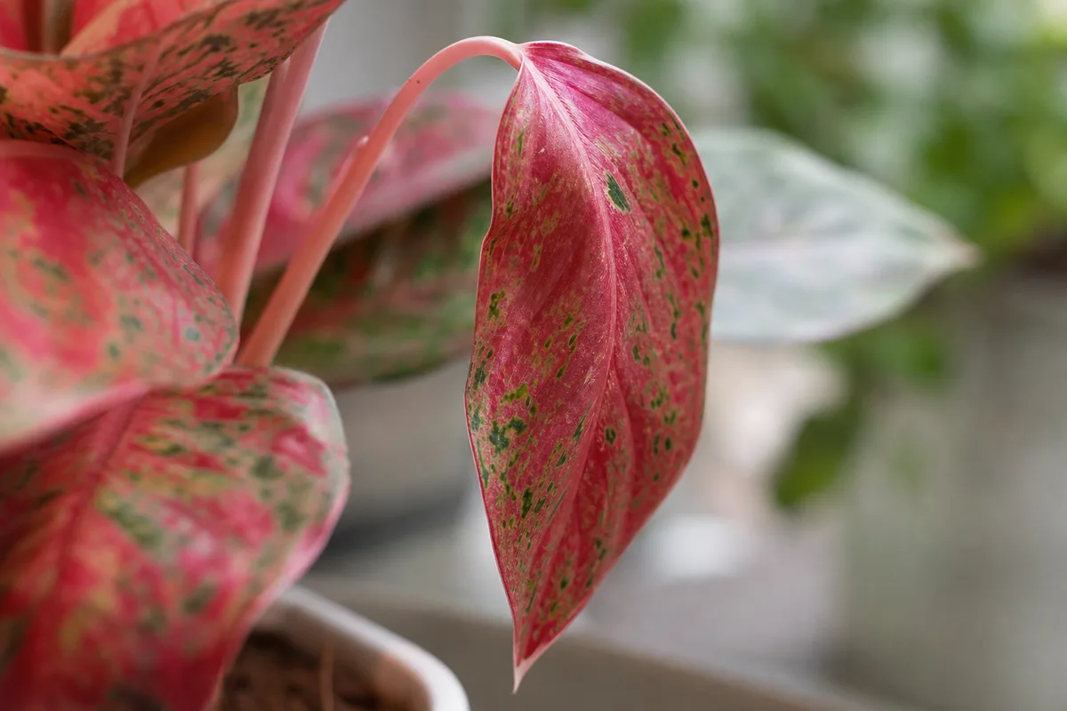 Close-up of Drooping Leaves on Aglaonema Red Valentine - diagnostic detail
