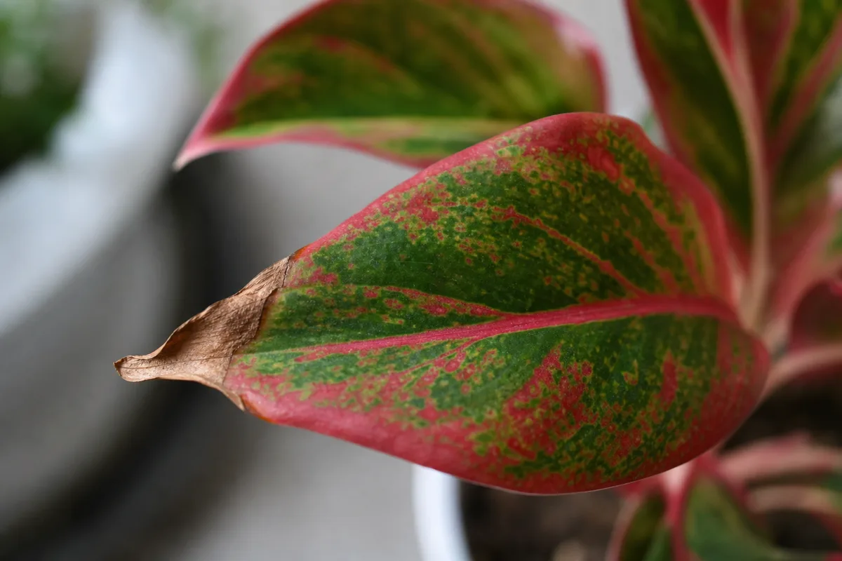 Close-up of Low Humidity on Aglaonema Red Valentine - diagnostic detail