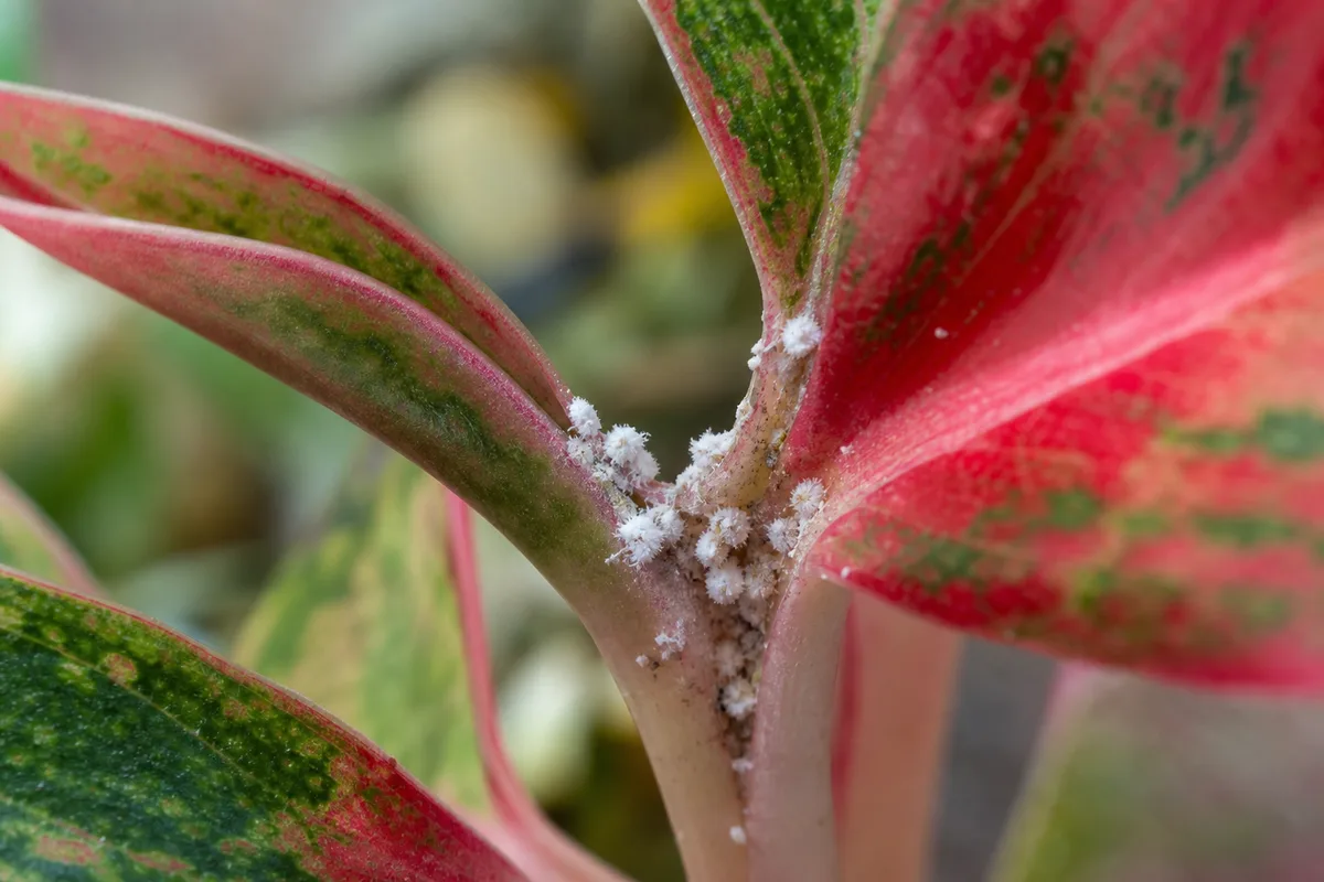 Close-up of Mealybugs on Aglaonema Red Valentine - diagnostic detail