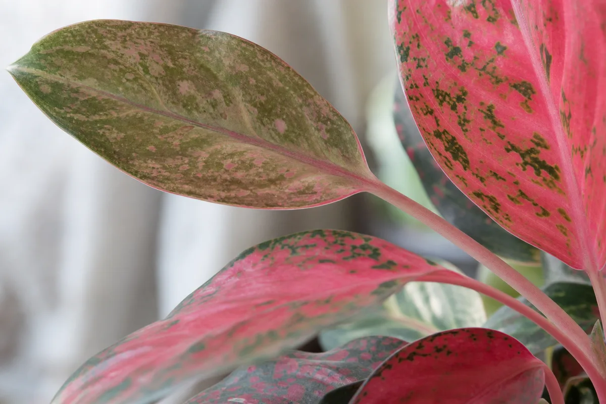 Close-up of low light on Aglaonema Red Valentine - elongated petiole with washed-out pink variegation on a smaller new leaf