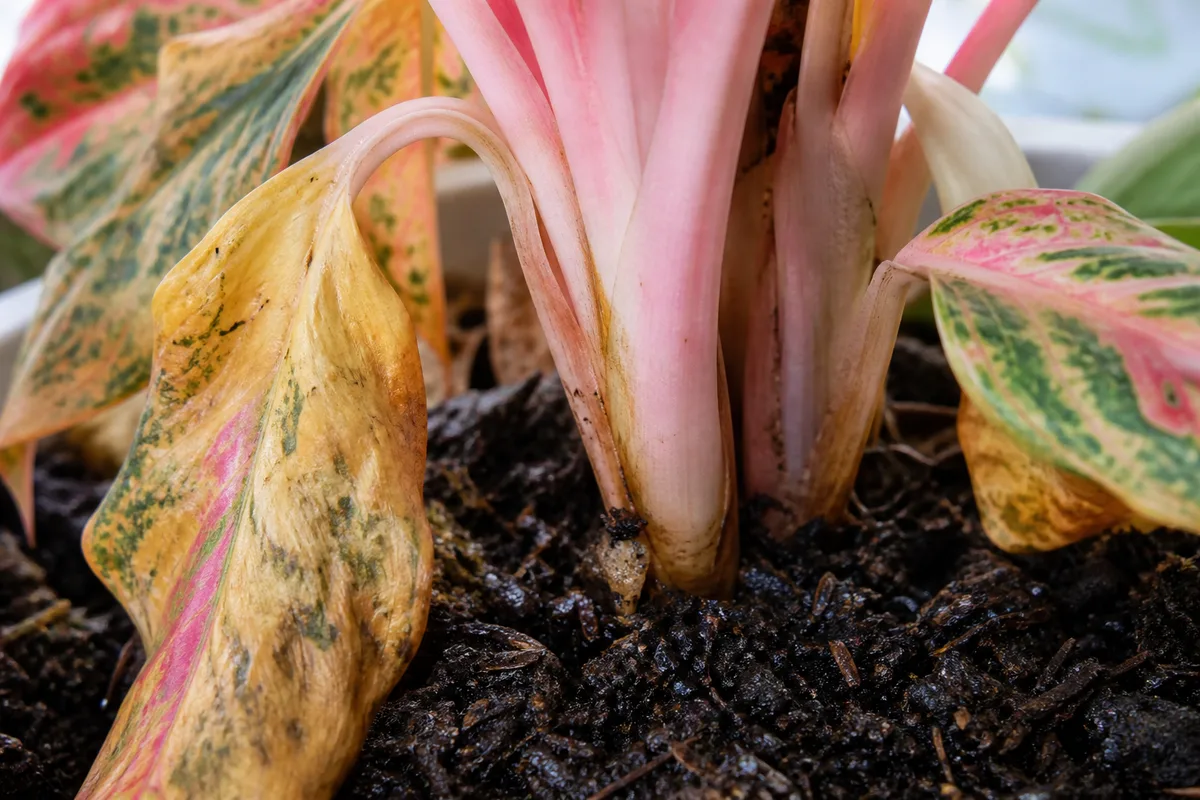 Close-up of root rot stress on Aglaonema Red Valentine - limp yellowing lower leaves with faded pink color at the wet soil line