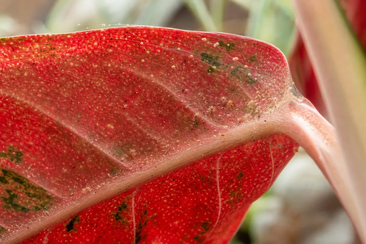 Close-up of Spider Mites on Aglaonema Red Valentine - diagnostic detail