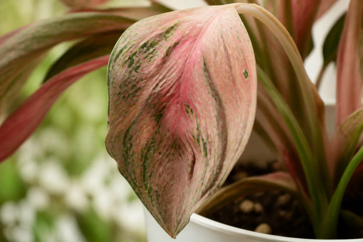 Close-up of wilting on Aglaonema Red Valentine - limp drooping leaf with dull washed-out pink-red variegation