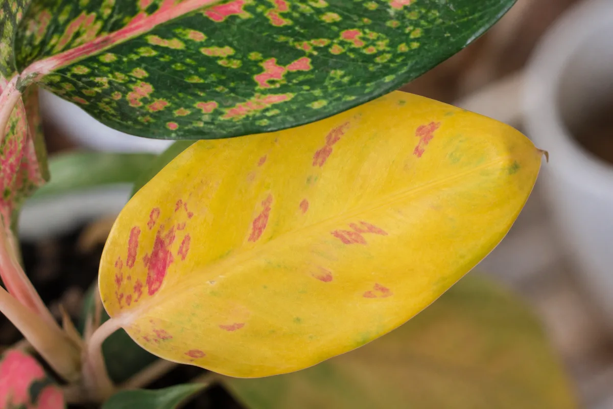 Close-up of yellow leaves on Aglaonema Red Valentine - lower leaf turning uniform yellow with fading pink variegation